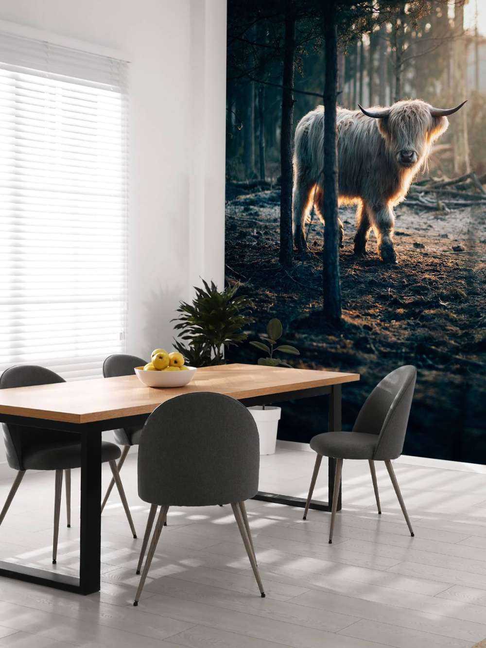 White Scottish Highlander