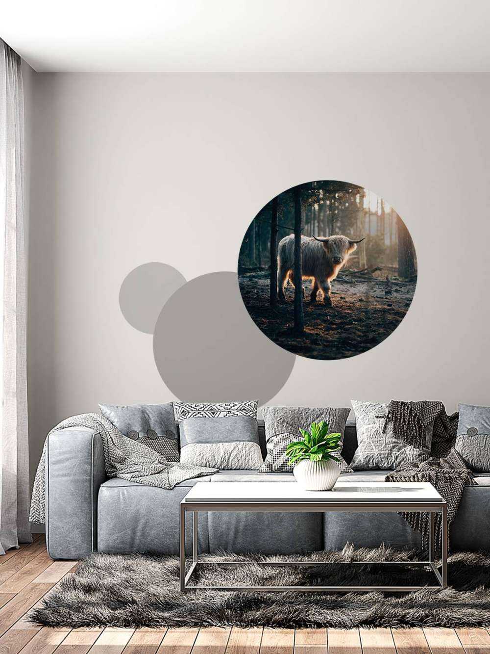 White Scottish Highlander