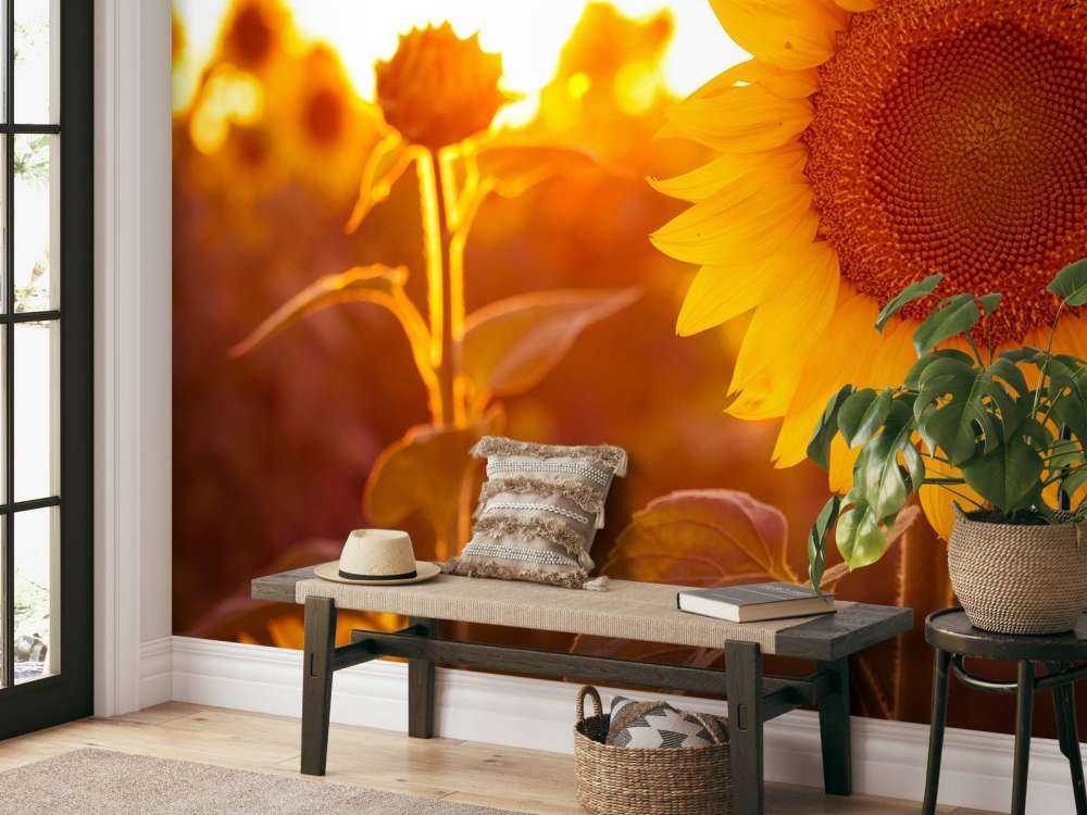 Warm sunflower field