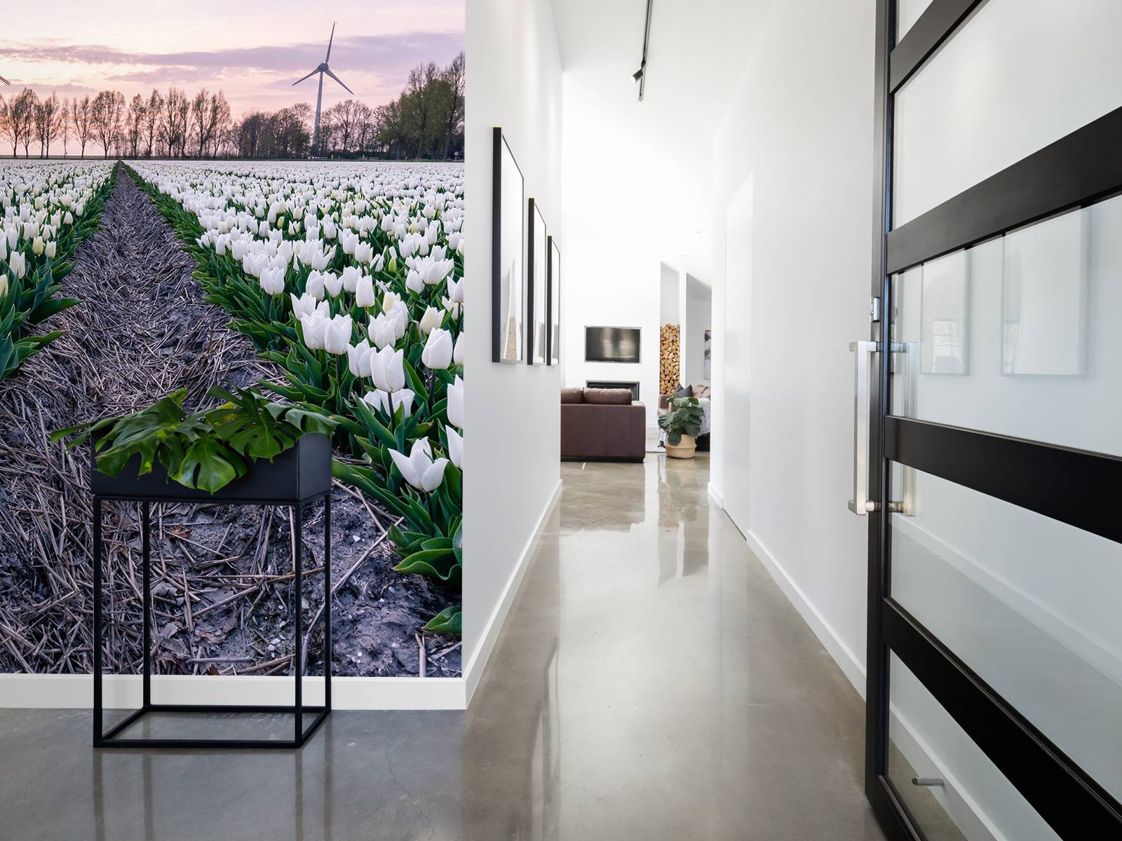 White tulip field