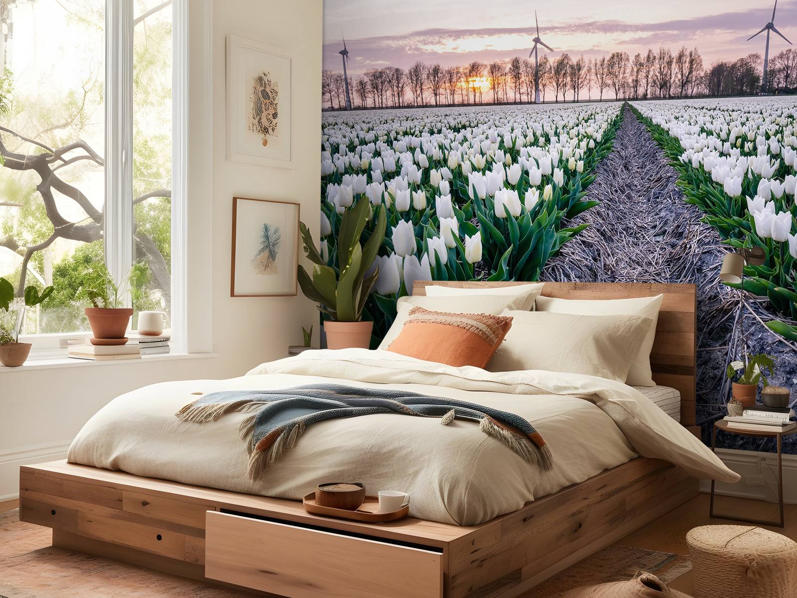 White tulip field