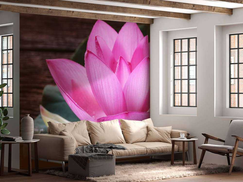 Close-up pink lotus