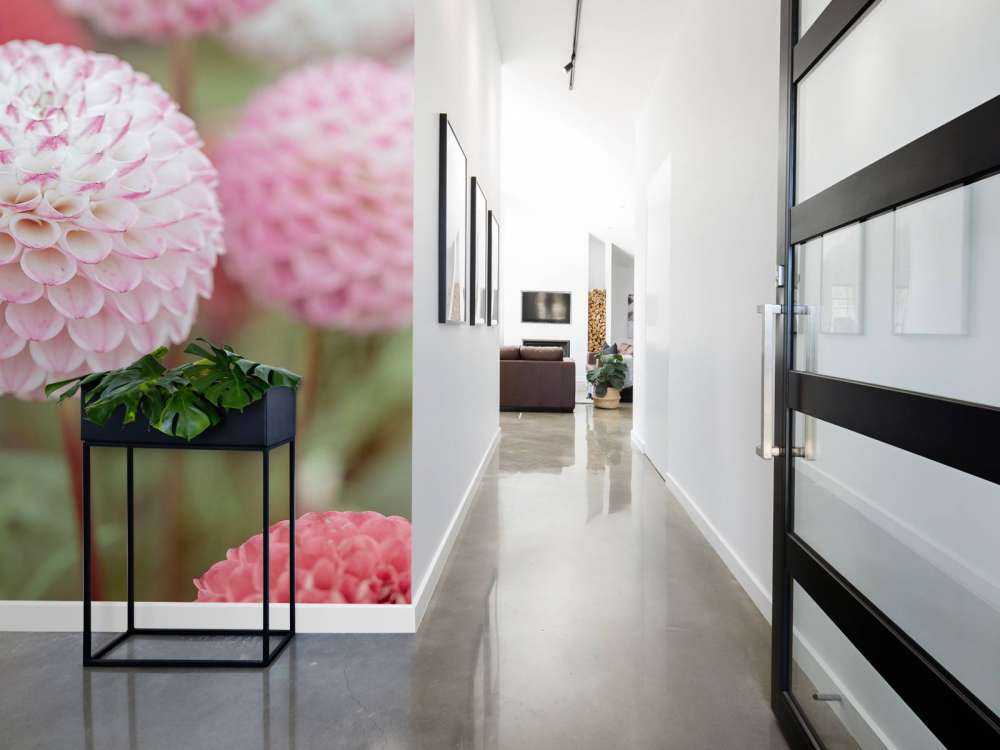 Pink dahlia flowers