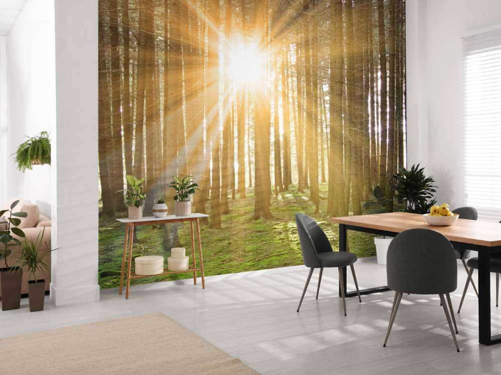 Pine forest with sunshine