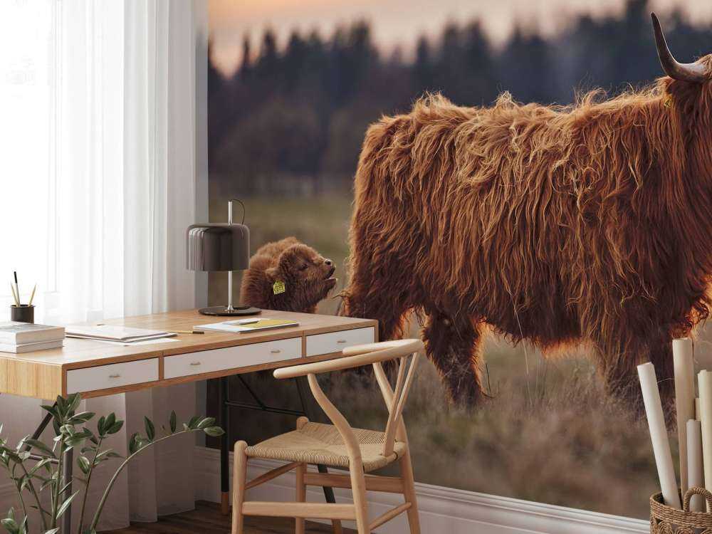 Scottish Highlanders in the meadow