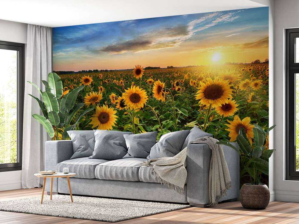 Beautiful field of sunflowers