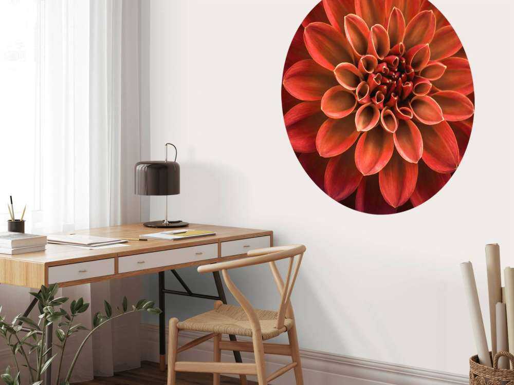 Coloured dahlia