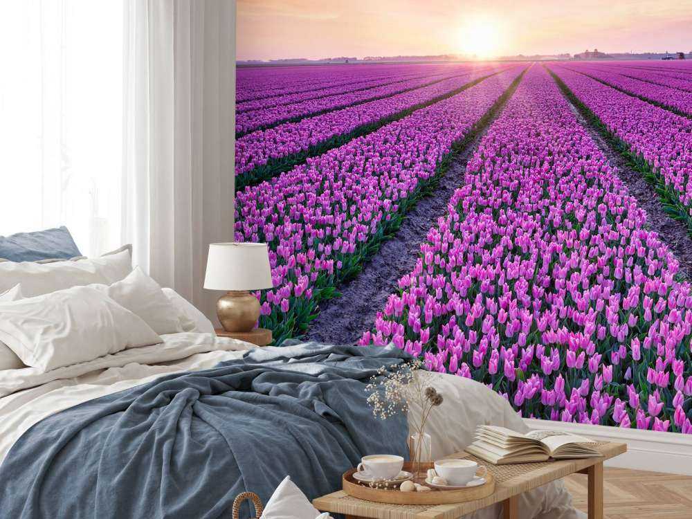 Tulip field at sunrise