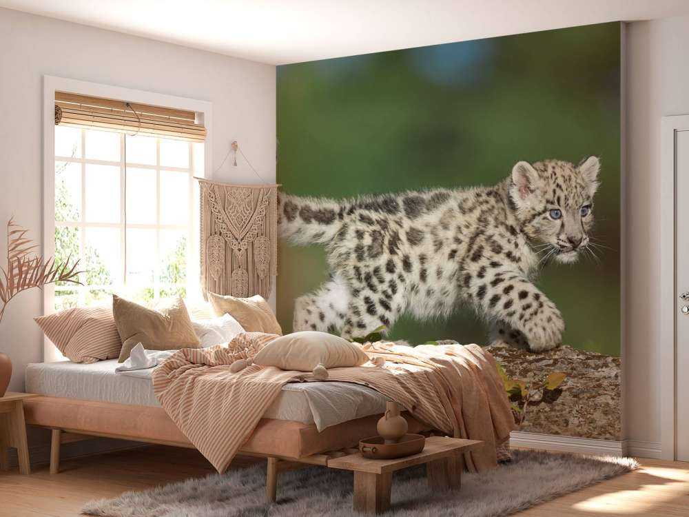 Snow leopard cub