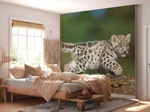 Snow leopard cub