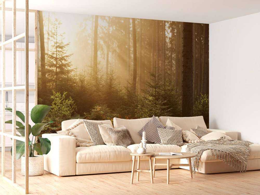 Sunbeams through forest