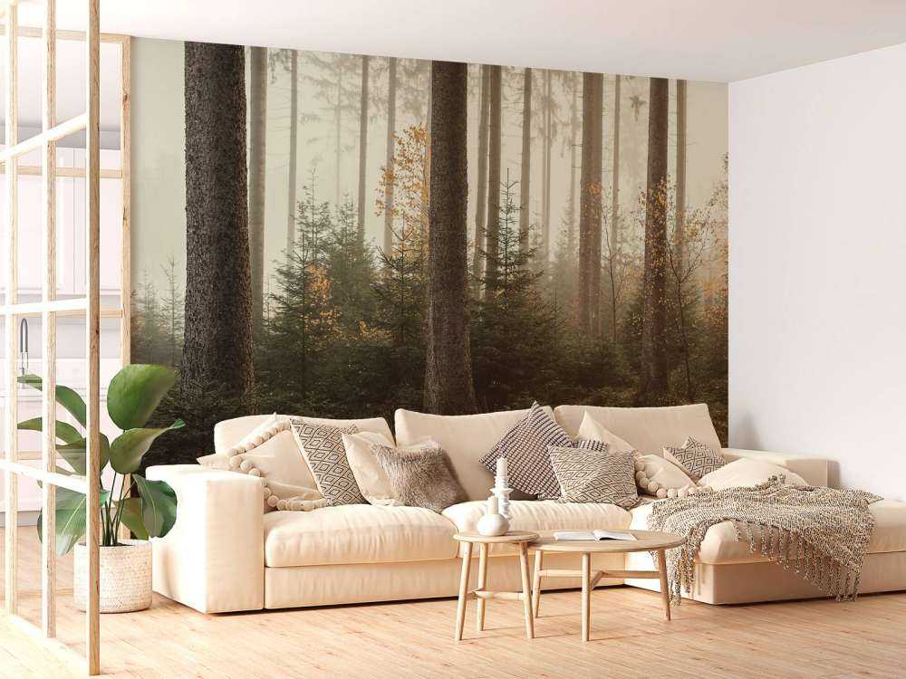 The Kaufunger forest