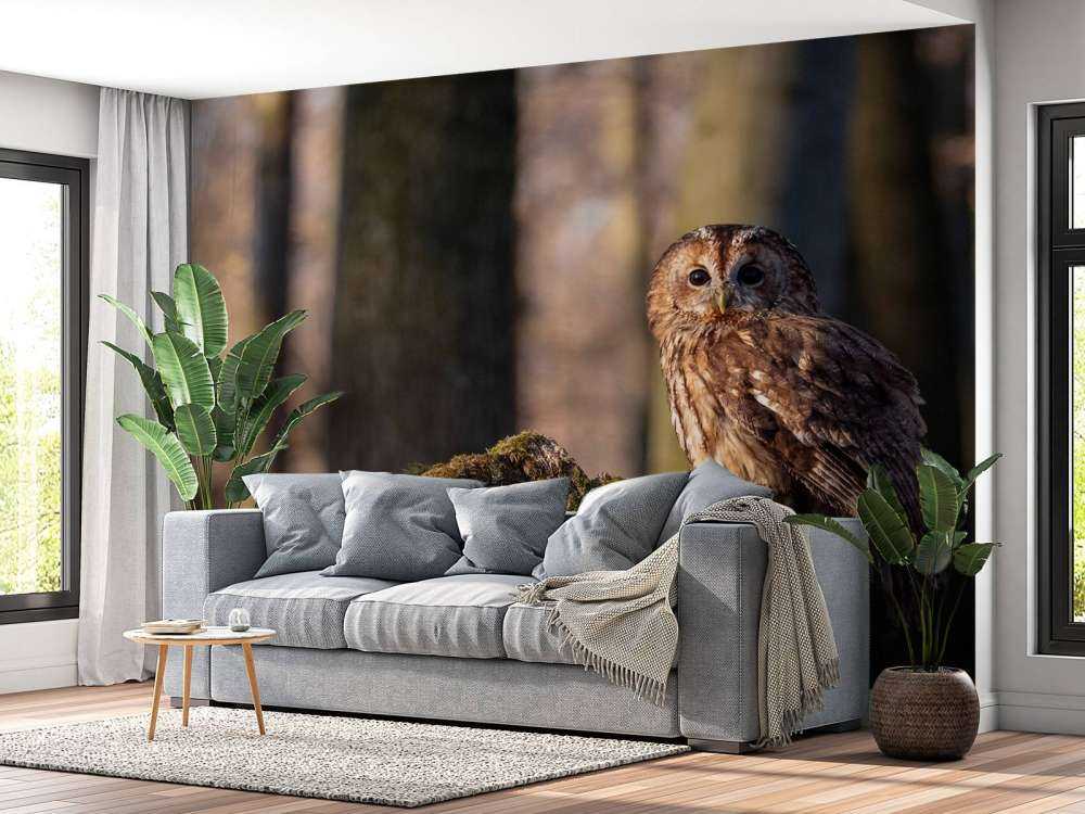 Little owl on a broken tree