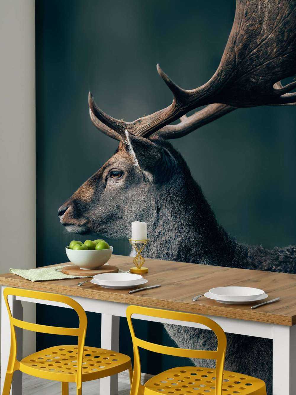 Fallow deer close-up