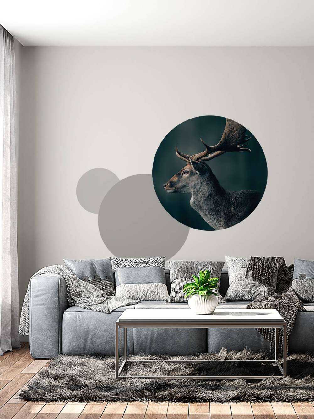 Fallow deer close-up