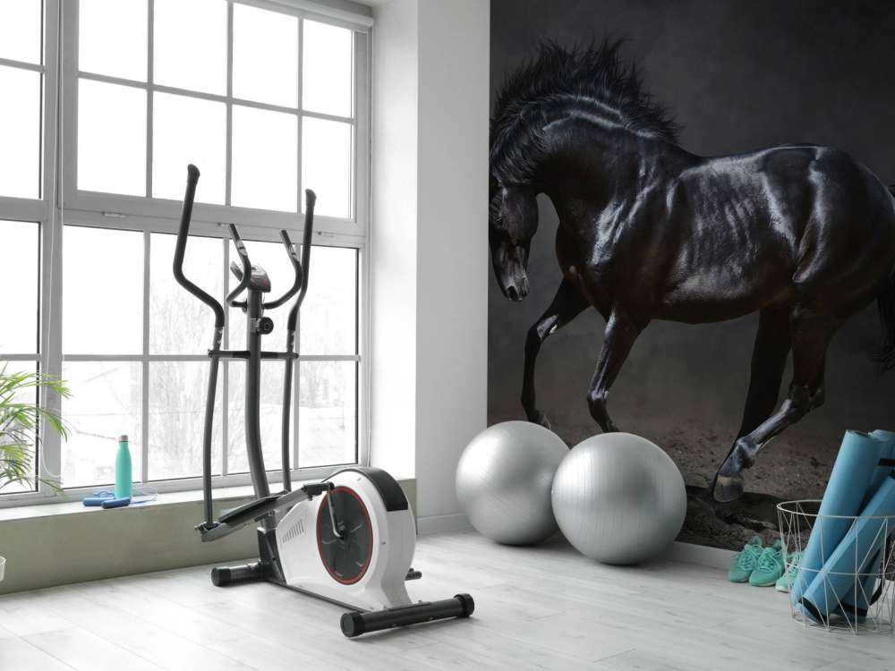 Black stallion