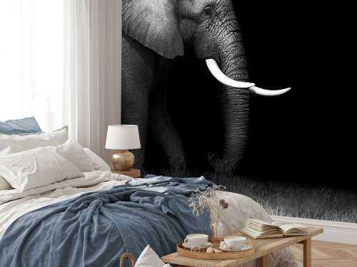 Elephant on grass