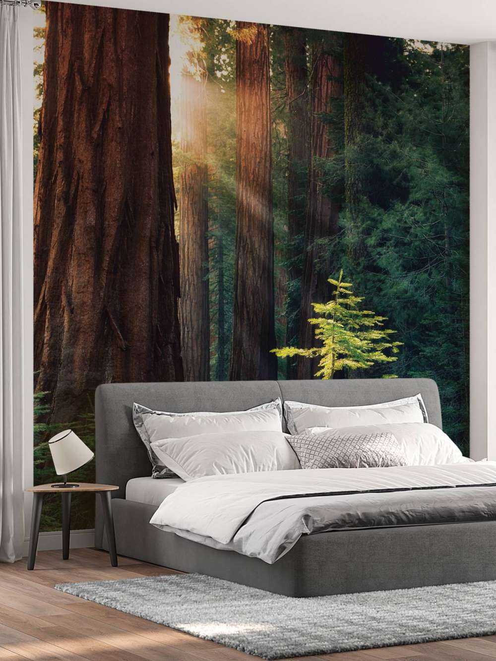 Sunlight between the mahogany trees