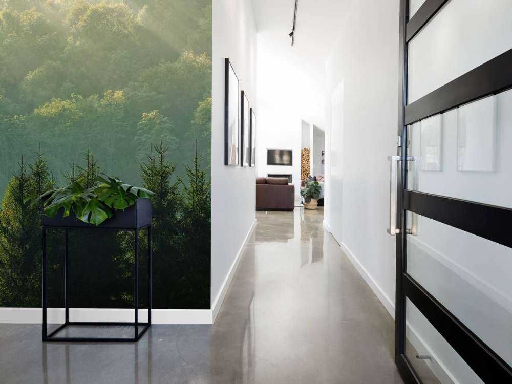 Sunbeams over the forest