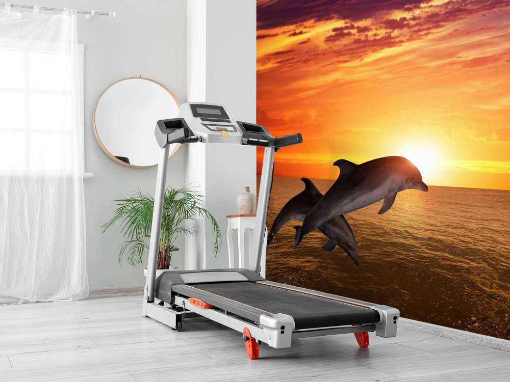 Dolphins in evening sun