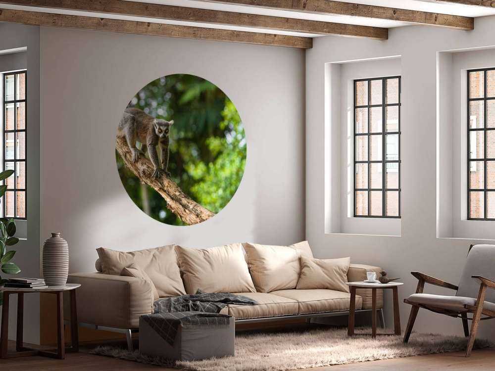 Ring-tailed monkey in a tree