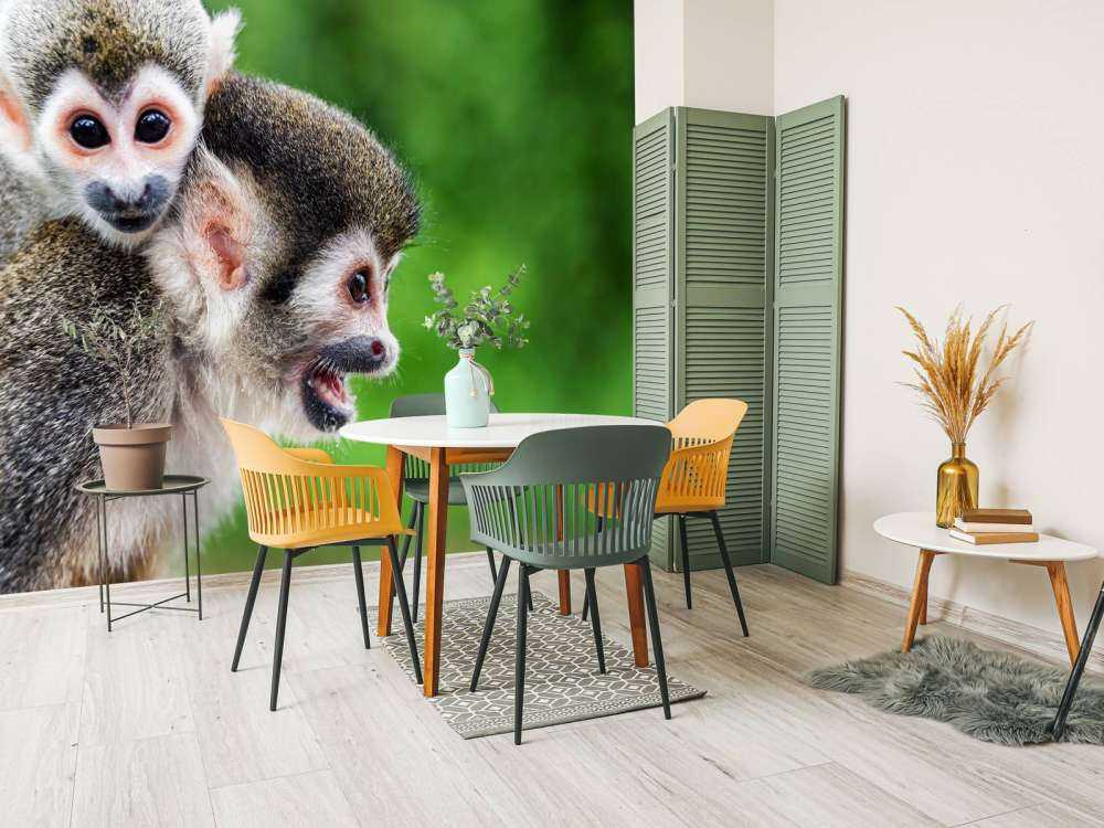 Squirrel monkeys