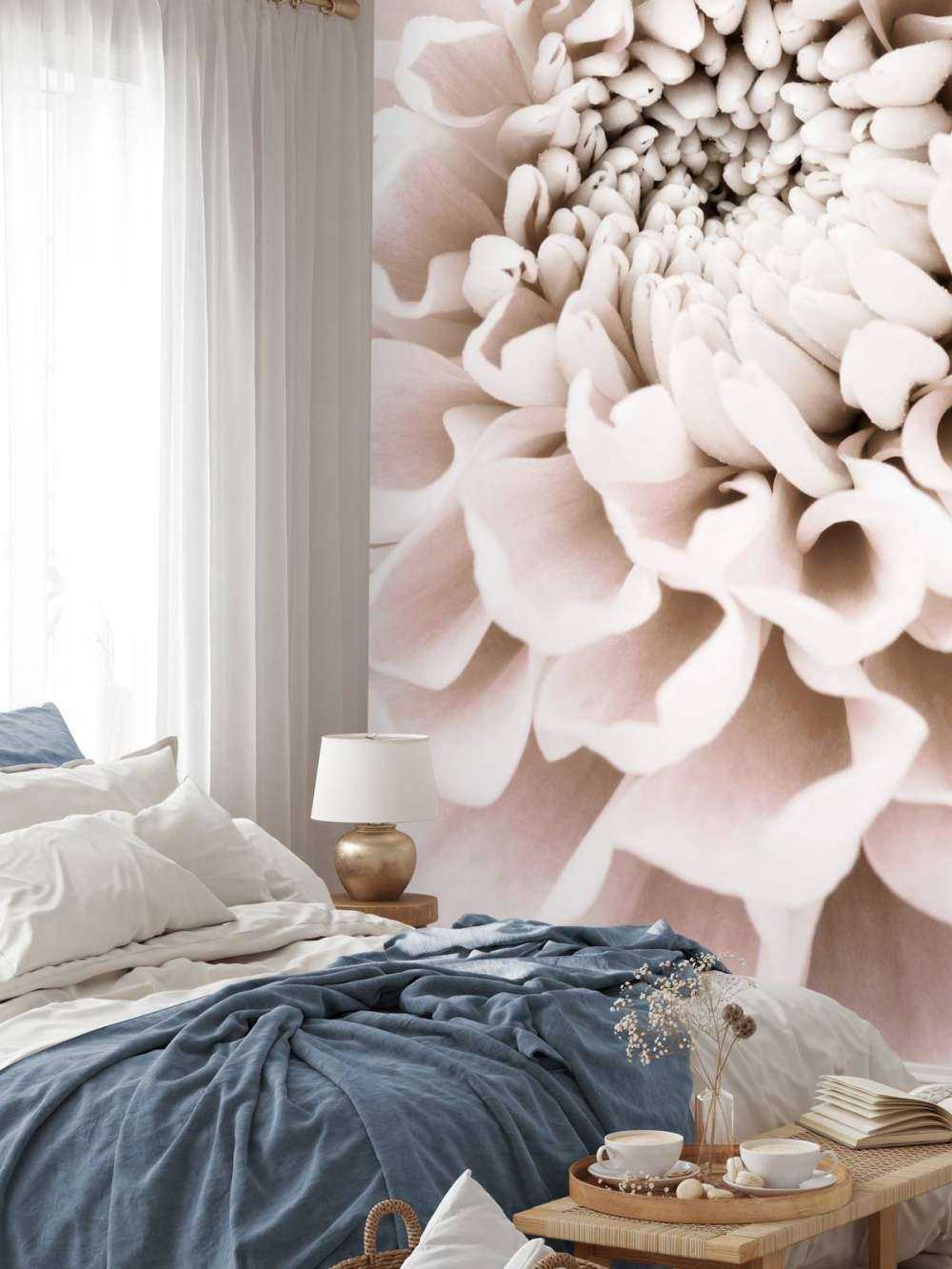 Chrysanthemum No 01