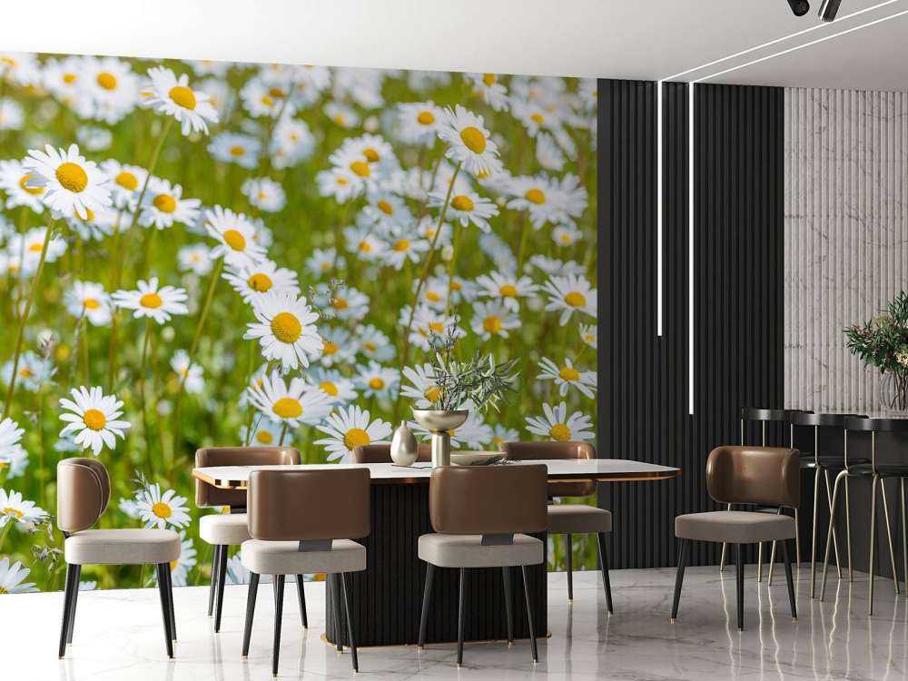 Daisies in a field