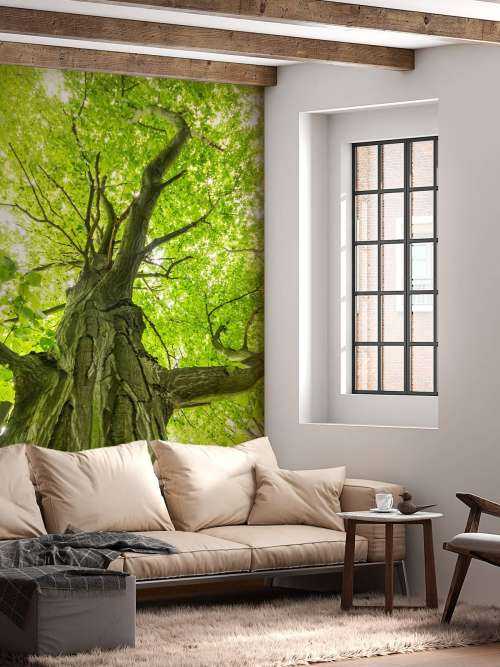 Large tree in the forest