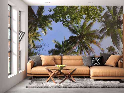 Palm trees from below