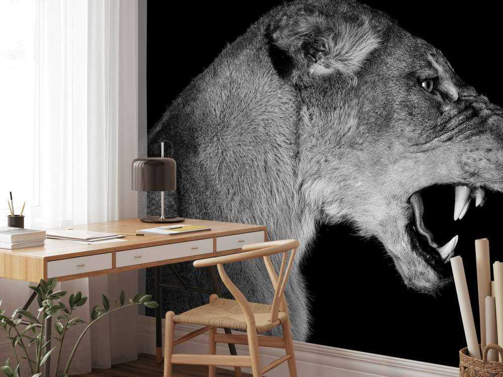 Lioness side view black