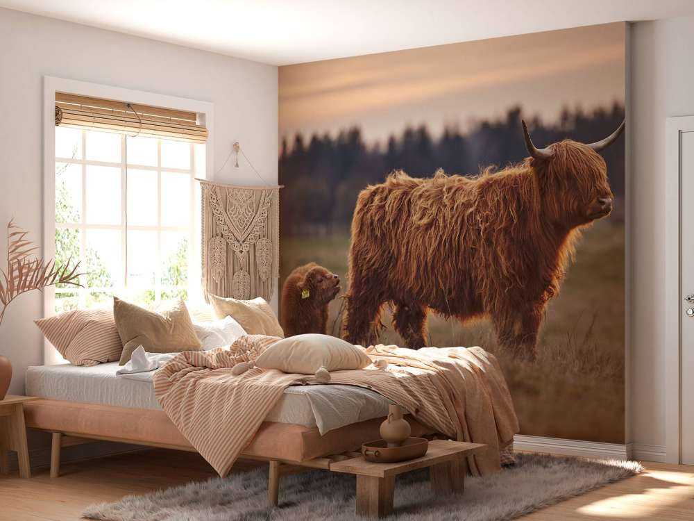 Scottish Highlanders in the meadow
