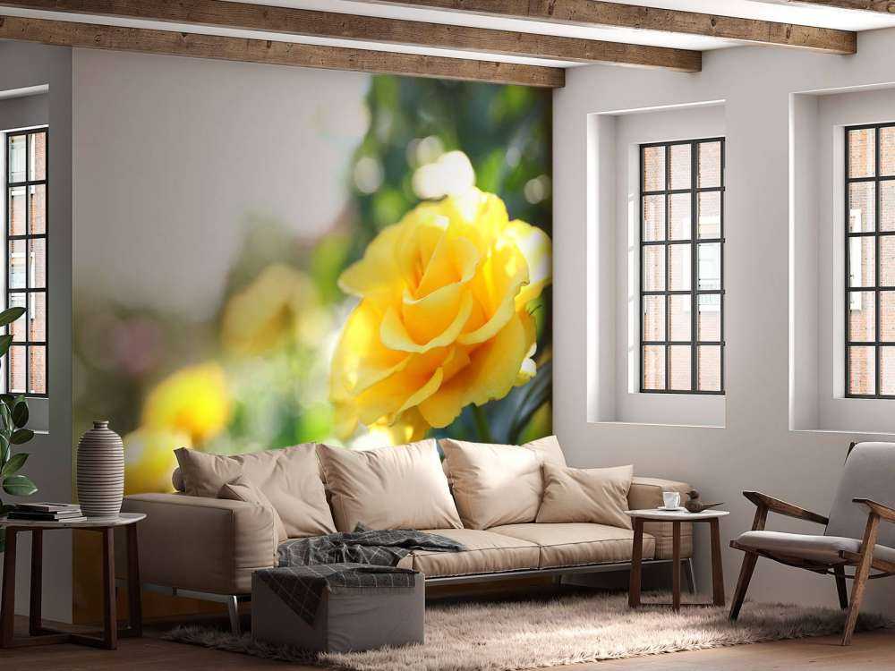 Yellow roses