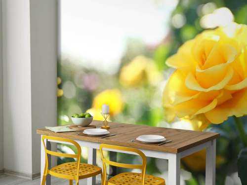 Yellow roses