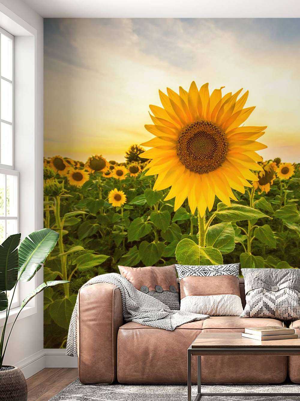 Sunflower in the field