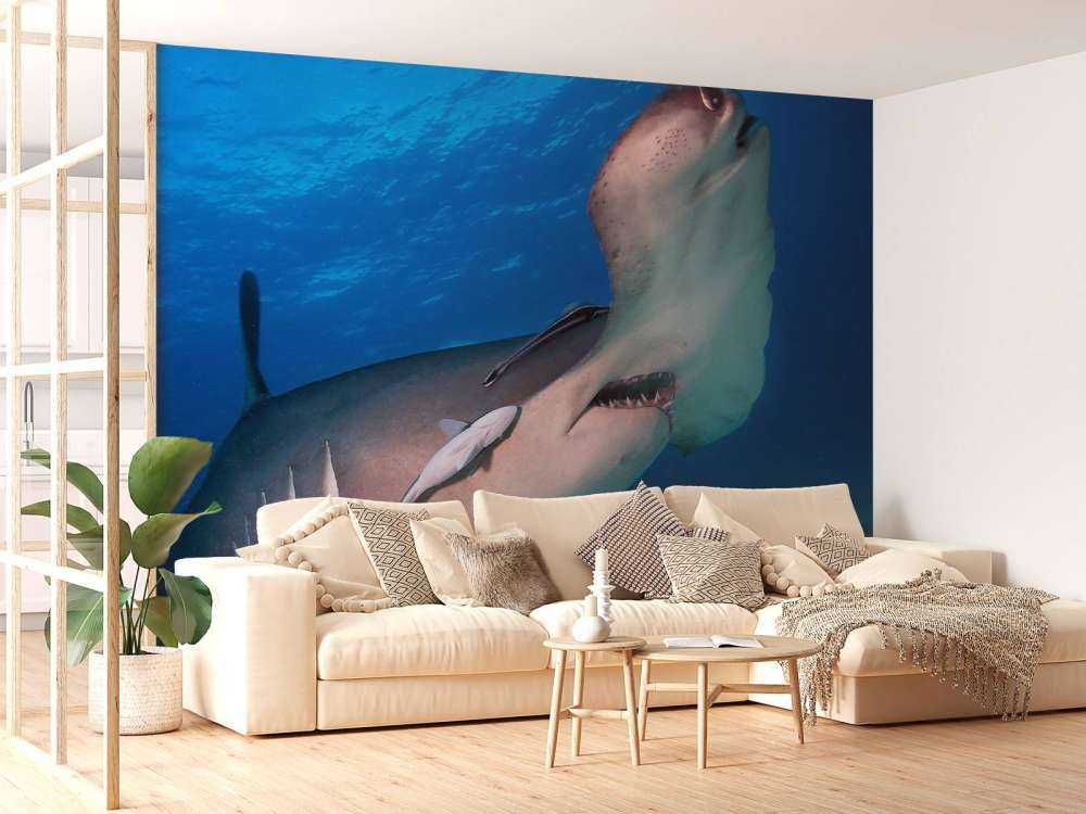 Hammerhead shark