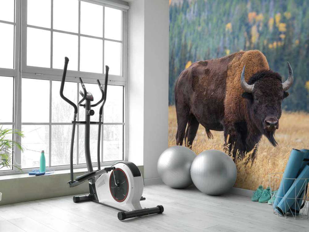 American buffalo