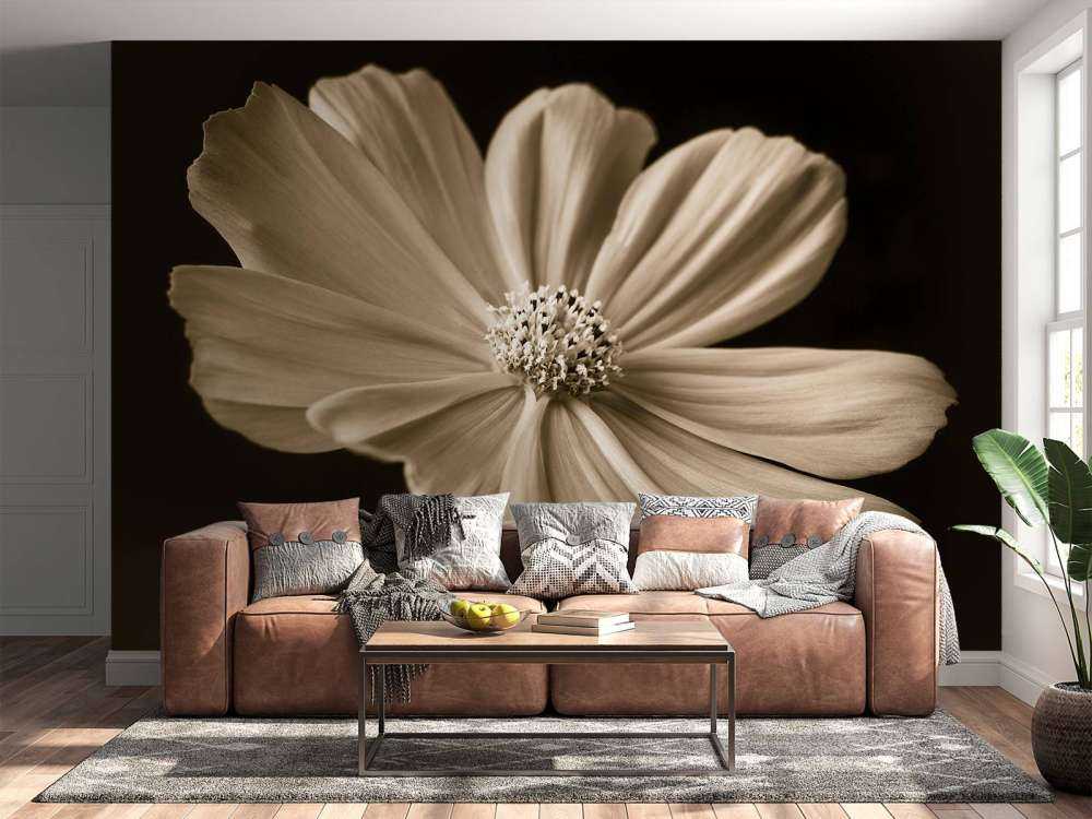 Cosmos flower
