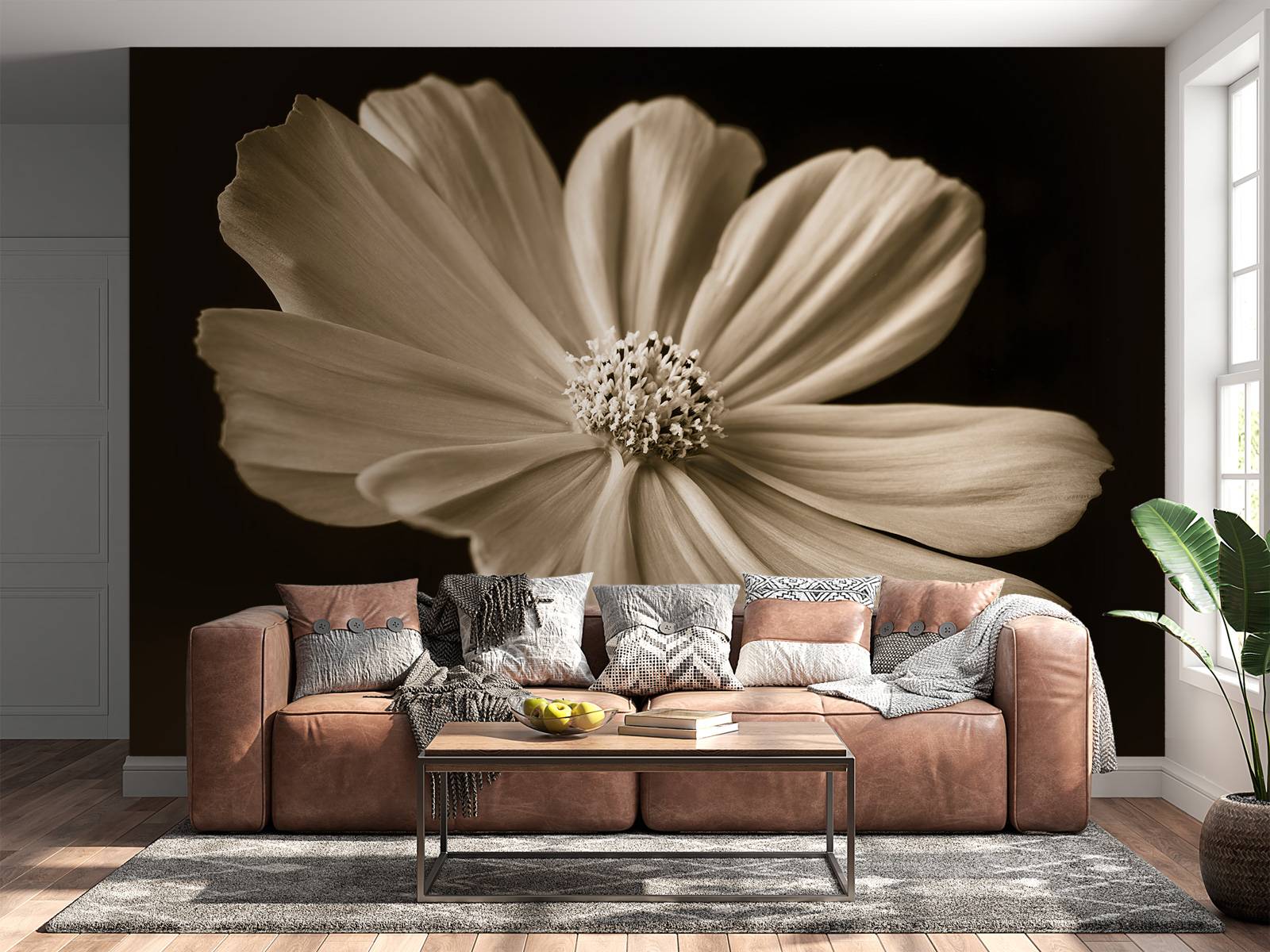 Cosmos flower
