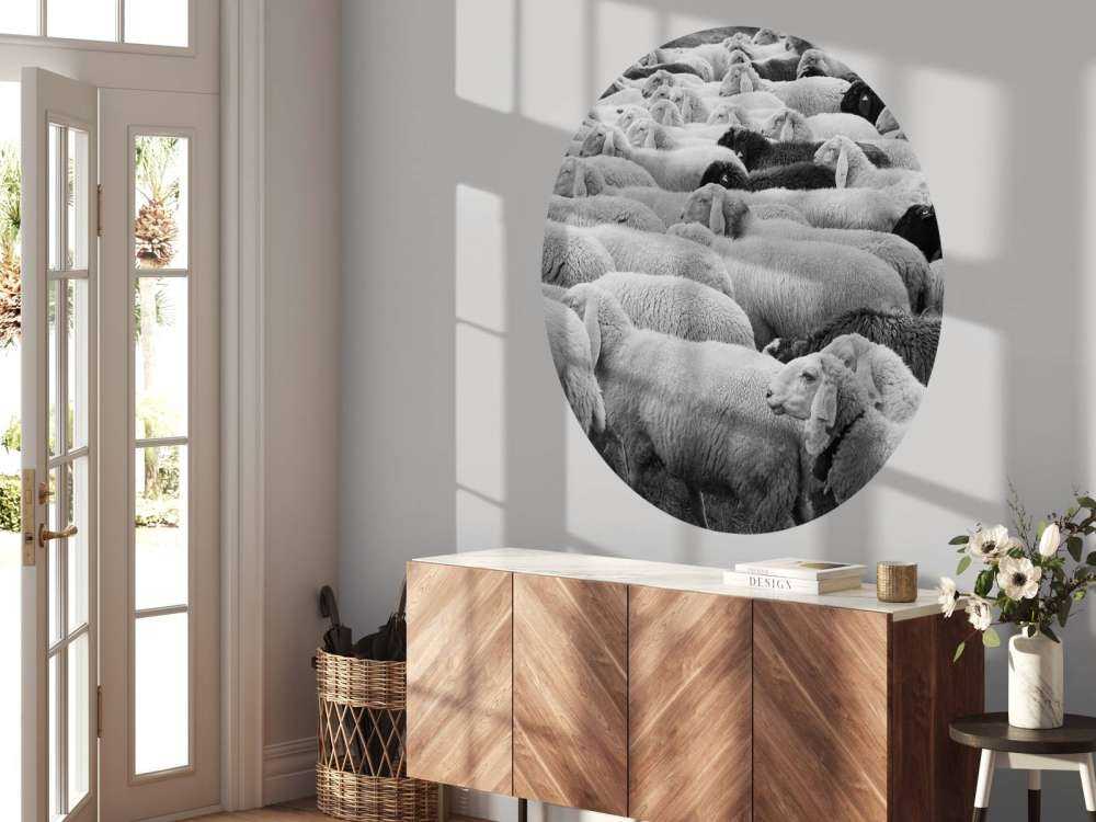 Black and white sheep