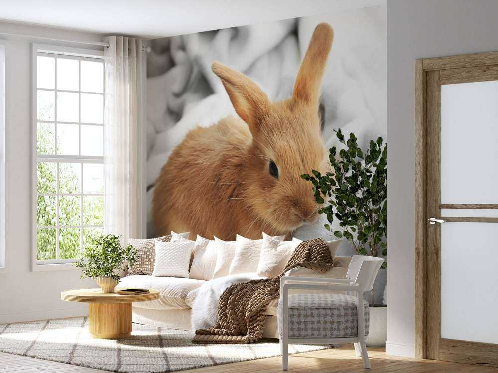 Brown rabbit