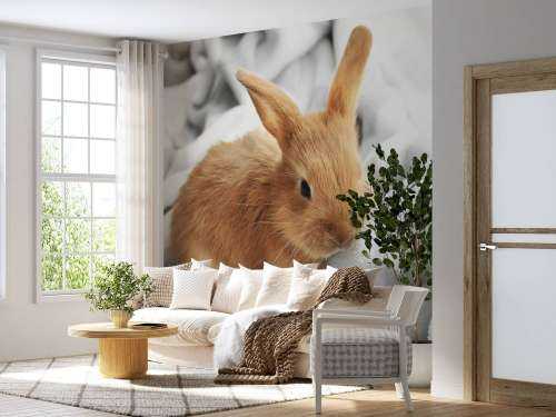Brown rabbit