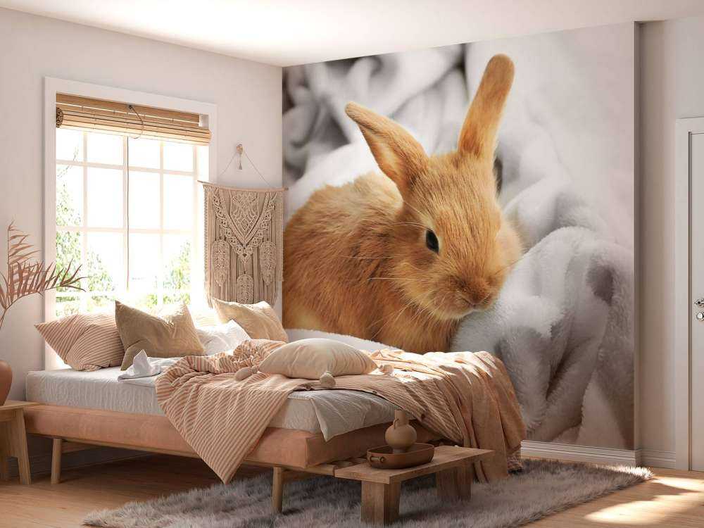 Brown rabbit