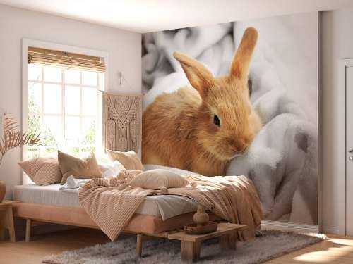 Brown rabbit
