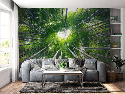 Forest with bamboo