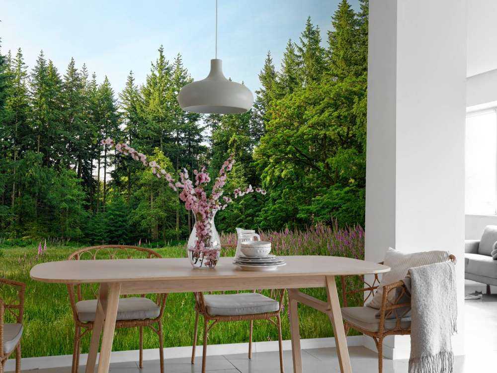 Open space in the forest 