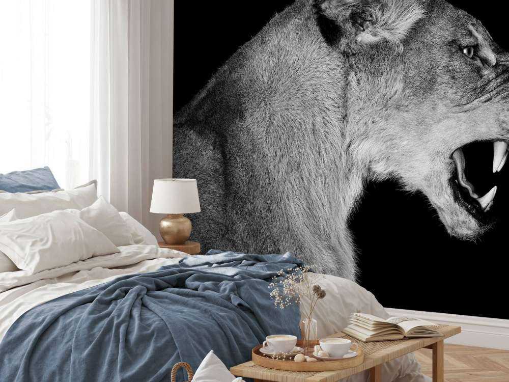 Lioness side view black