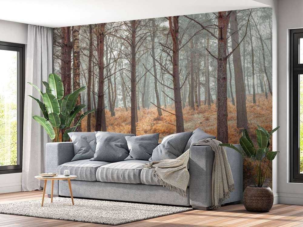 Forest during autumn