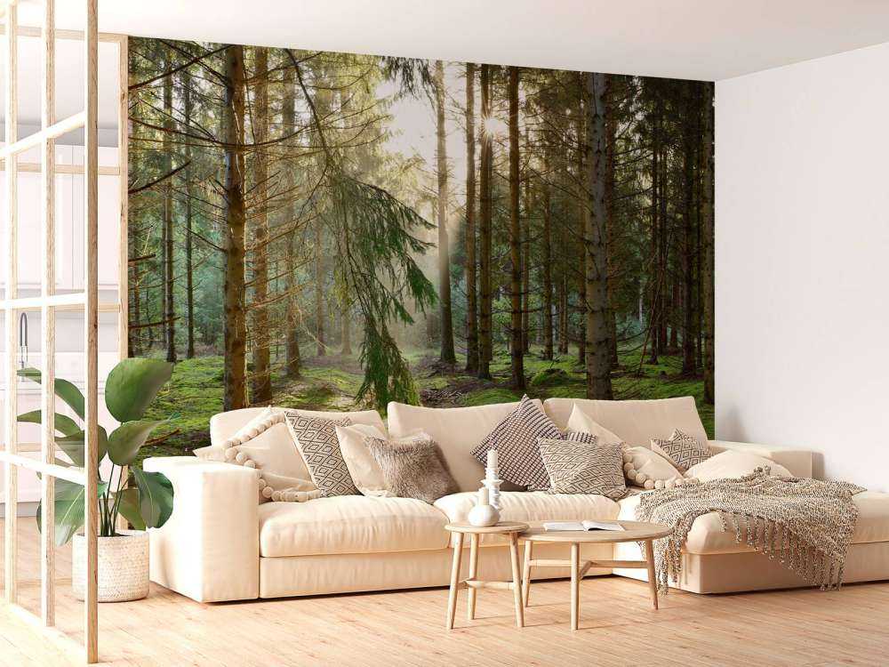 Coniferous forest in the morning sun