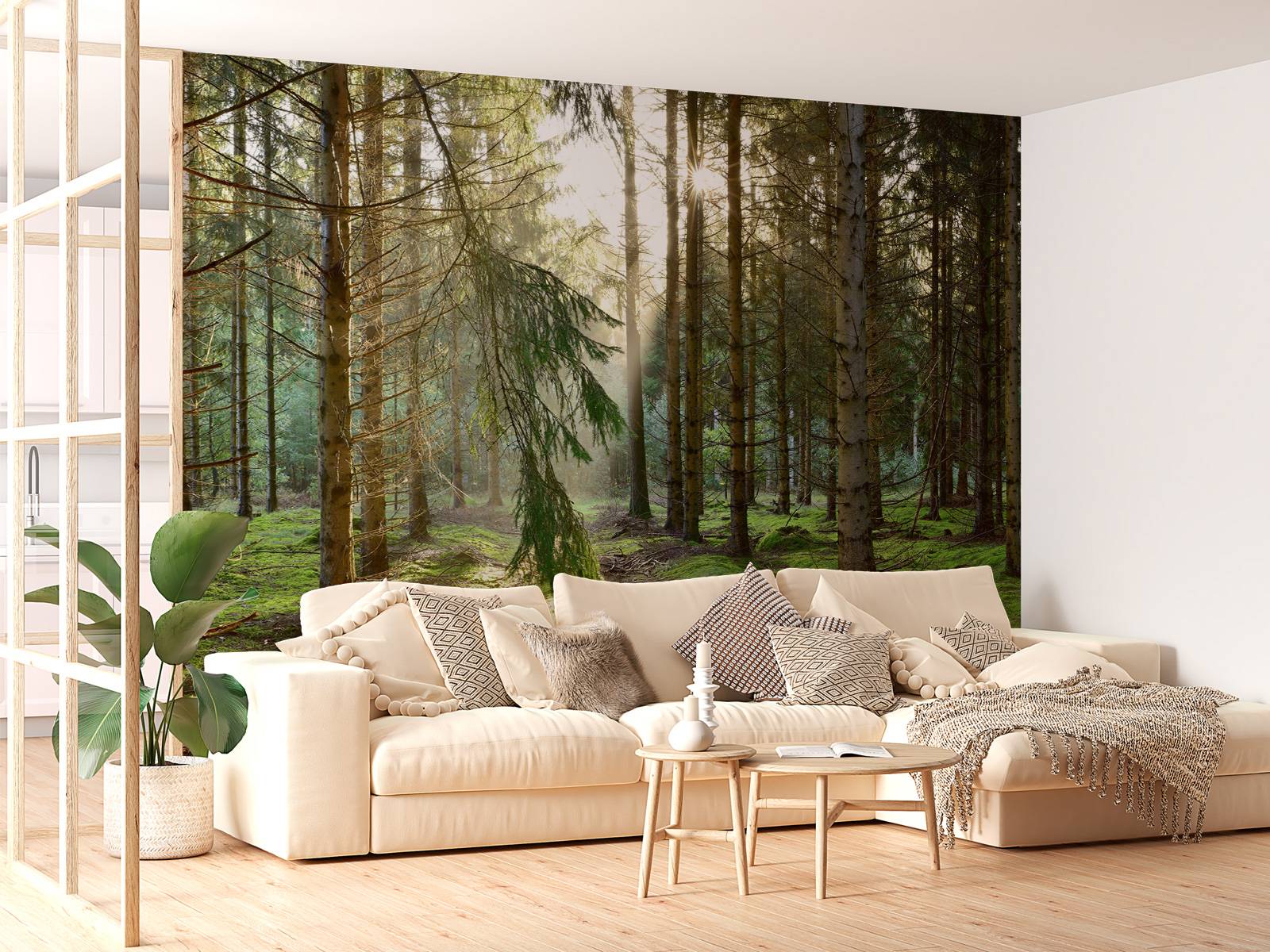 Coniferous forest in the morning sun